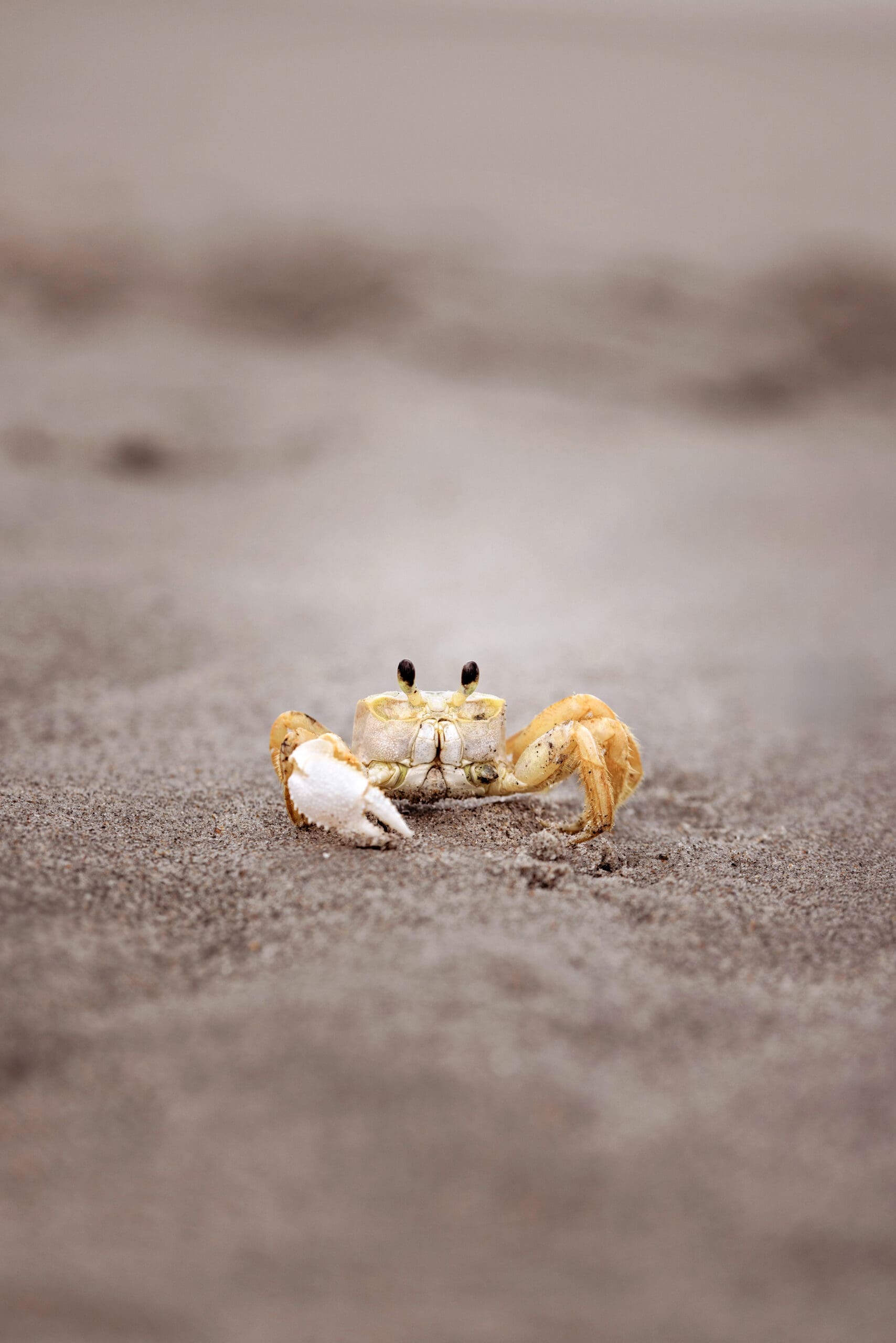 Close-up of a crab on Cocoa Beach, captured by Orlando senior photographer for an outdoor photoshoot survival guide blog.