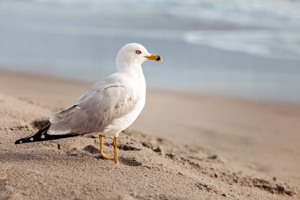 A seagull stands on Florida's sandy shore with beautiful blue water behind, featured in an outdoor senior guide for surviving photo shoots in Winter Garden.