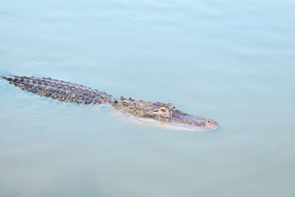 Alligator partially submerged in water, photographer by Petal and Stone Photography to highlight outdoor safety near water during senior sessions.